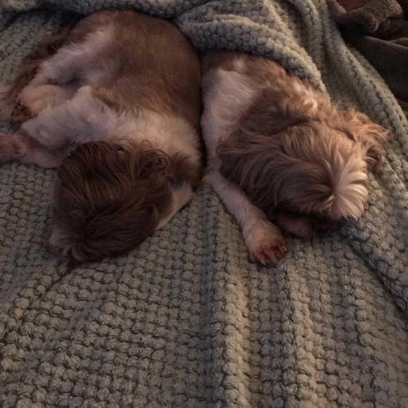 Meet your Posher, Rita - Picture 1 of 1